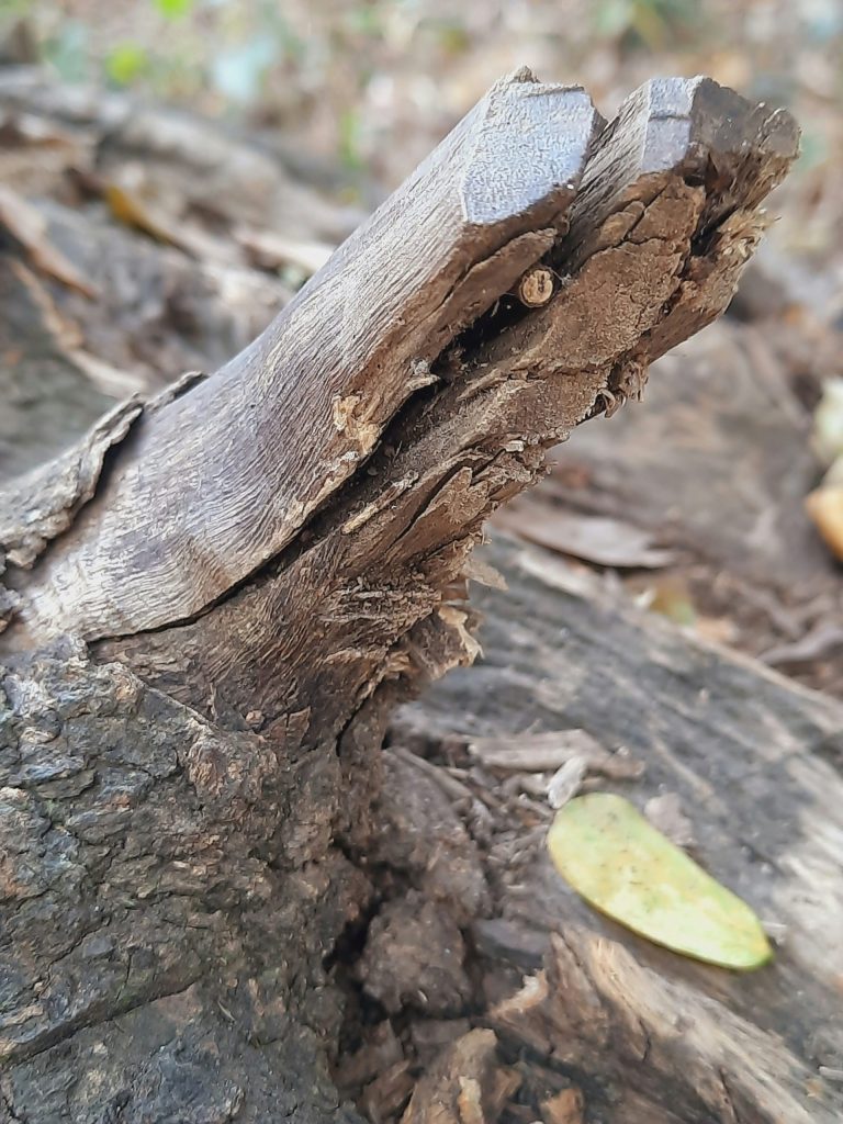 a piece of wood that has been split in half